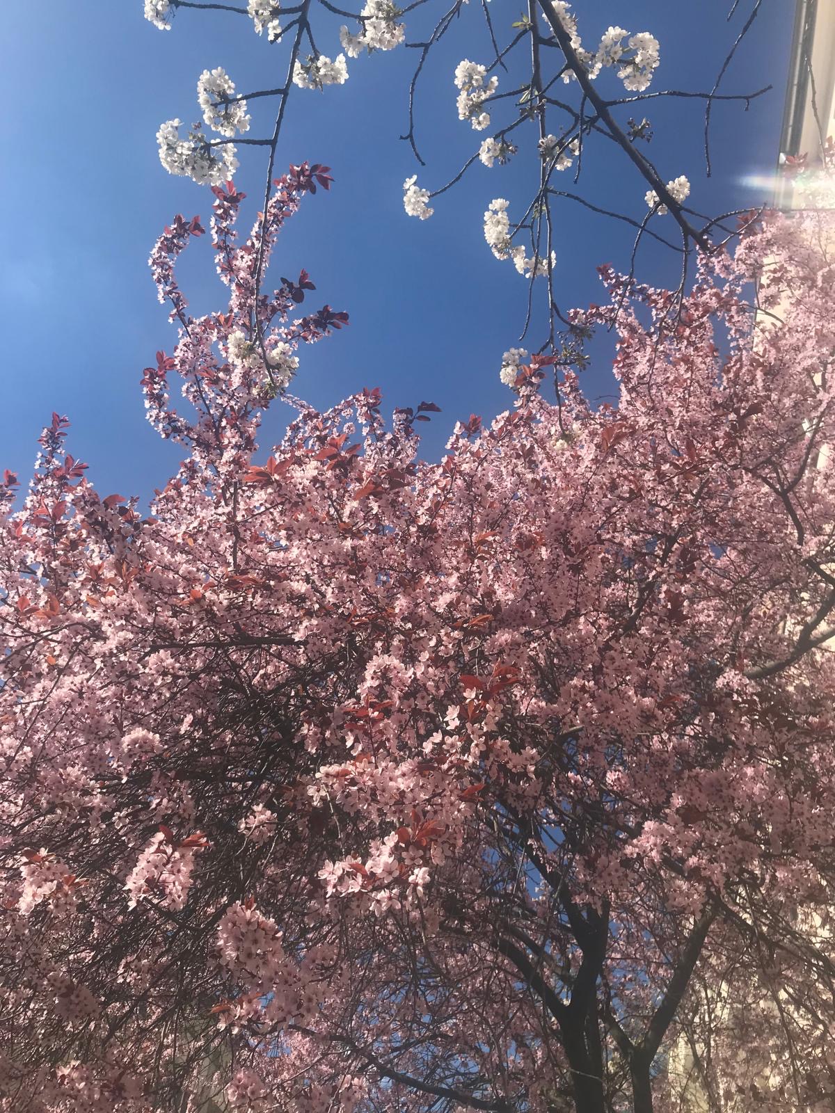 آواتار: Liza Veldhuis